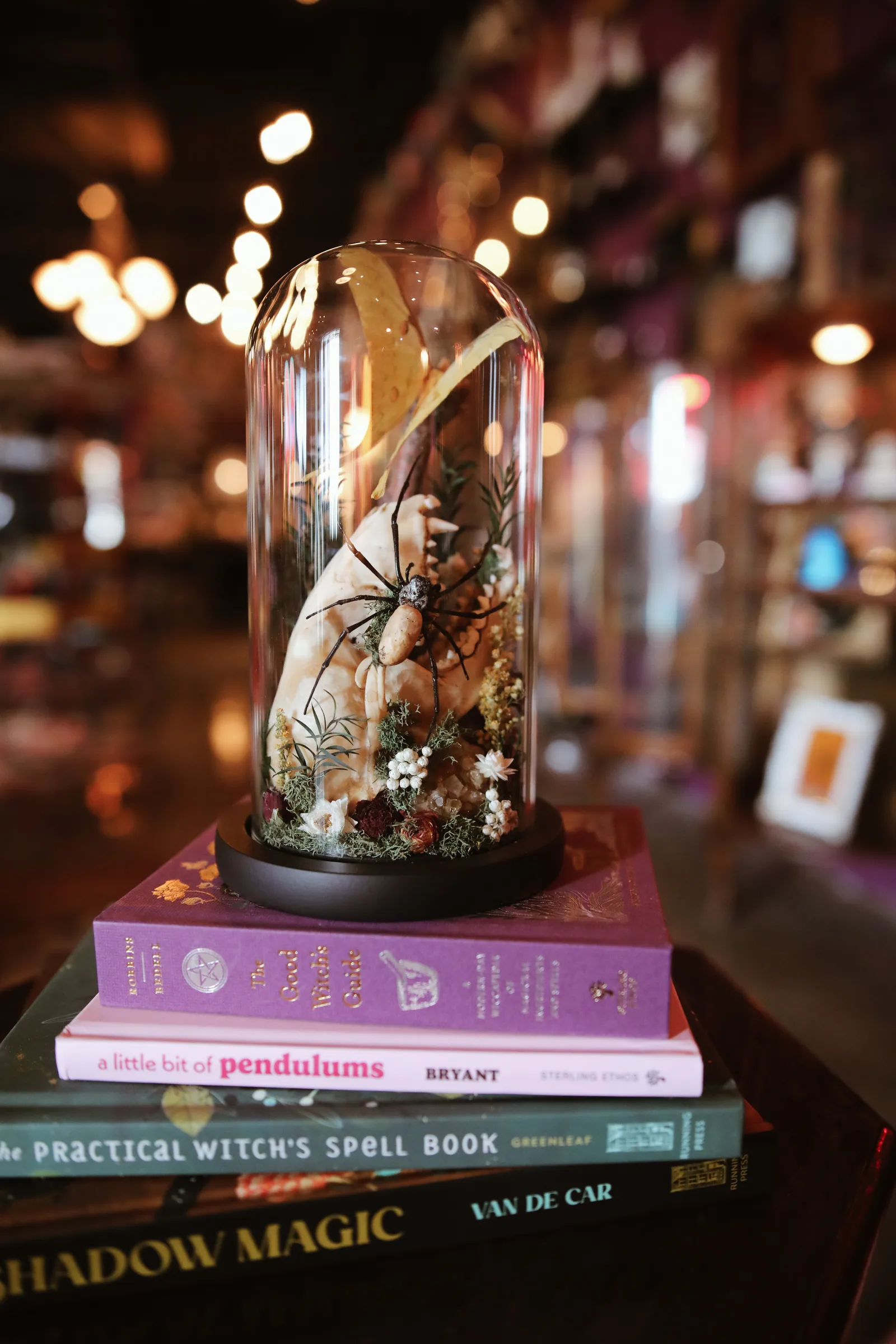 Rick and Leneah Hearn opened their oddities shop Velvet & Venom in August on Anastasia Blvd.