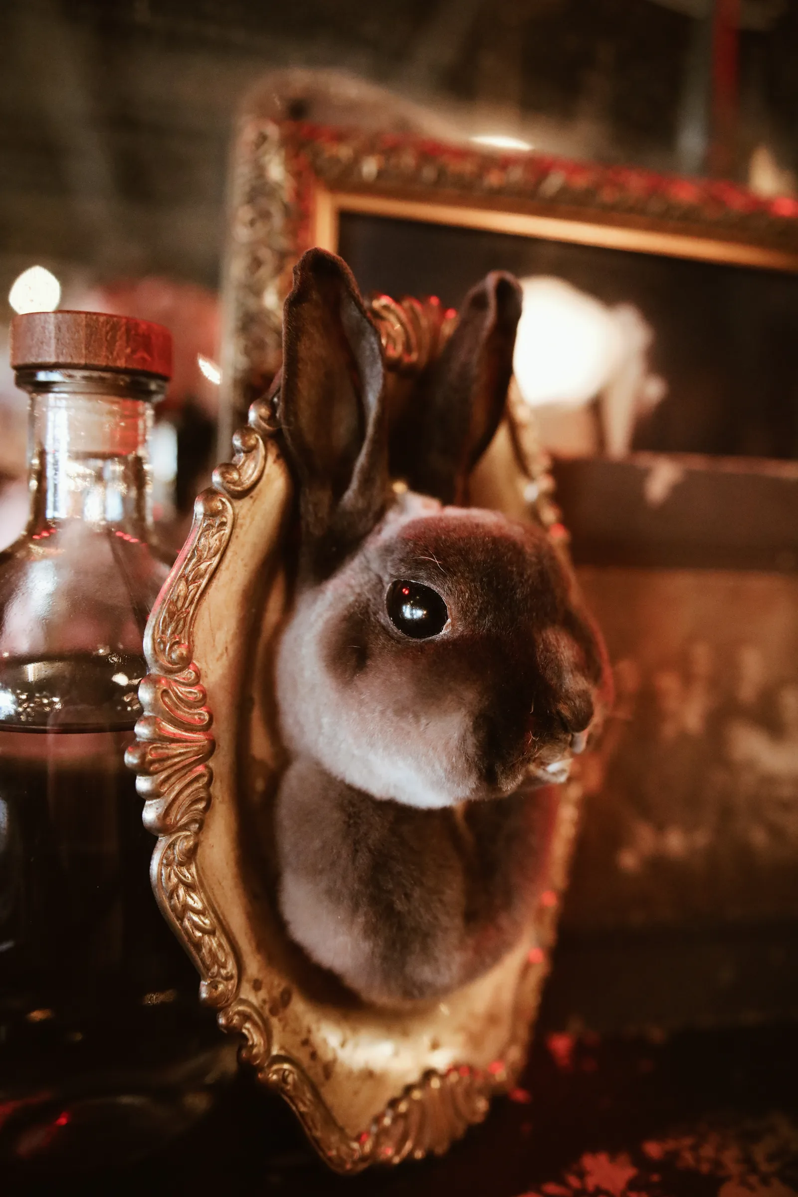 Rick and Leneah Hearn opened their oddities shop Velvet & Venom in August on Anastasia Blvd.