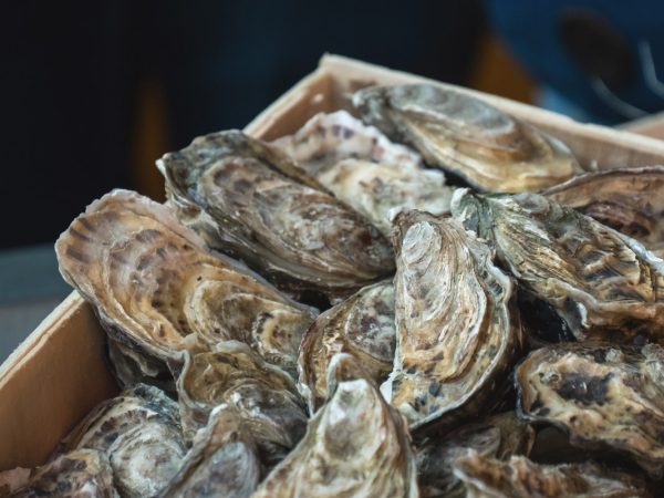 Oysters in a bucket for sale at Seafood Market counter