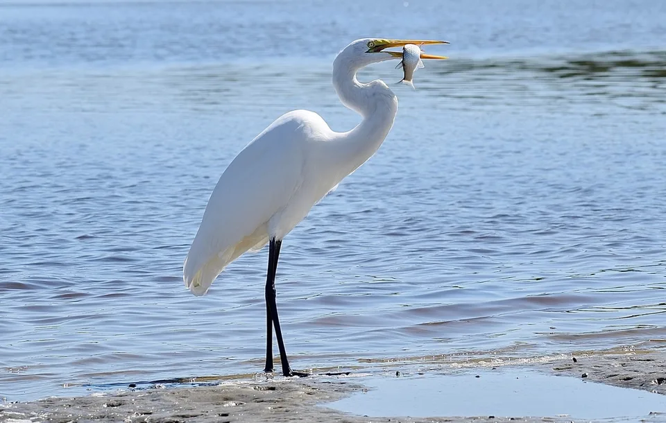 St. Johns & Matanzas Riverkeepers Work to Keep Local Ecosystems Protected