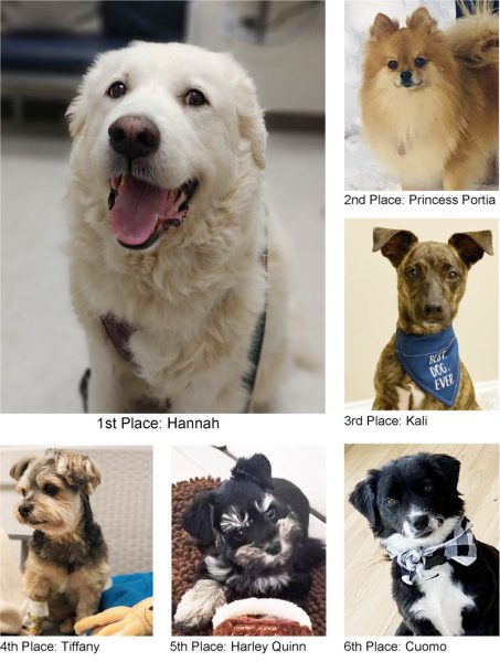 top six winners of st augustine humane society pin up paws calendar
