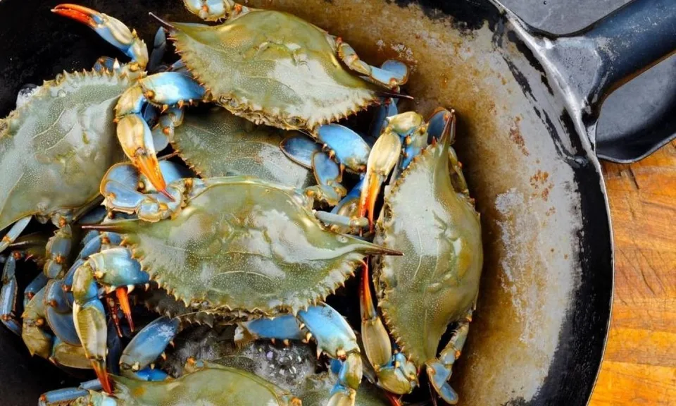 Palatka Blue Crab Festival Brings Fresh Flavor and Live Music to North Florida