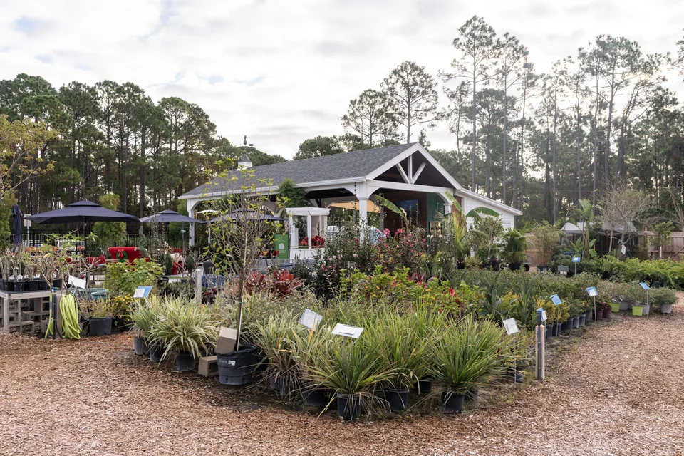 Terra Nurseries Emerges as a Hidden Gem for Rare and Exotic Plants