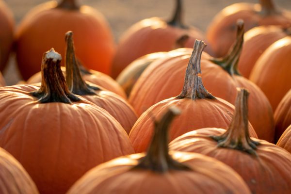 Pumpkins at pumpkin patch in St. Augustine