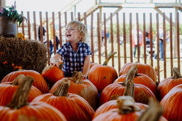 child in a sykes and cooper corn maze pumpkin patch