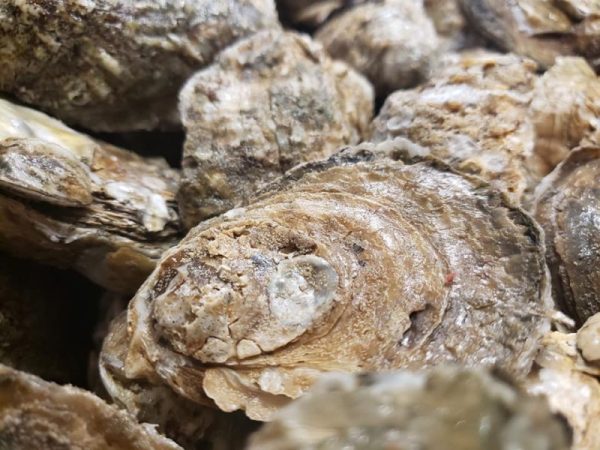 Close up of oysters from The Commander's Shellfish Camp in St. Augustine 