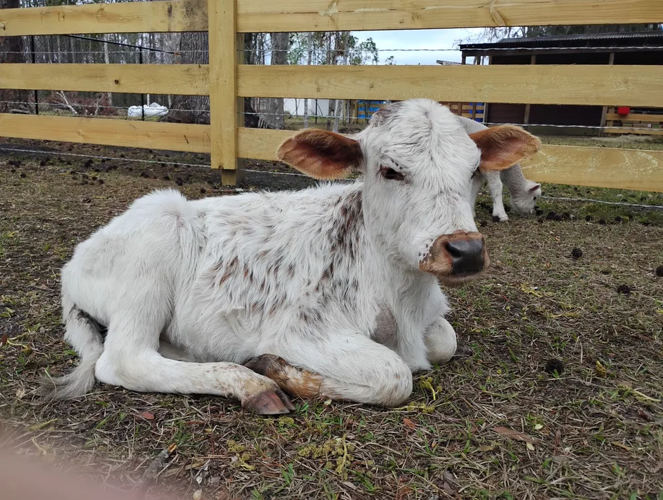 St. Augustine’s Fluffy Cow Cafe Lets Visitors Get Up Close With Mini Highland Cows