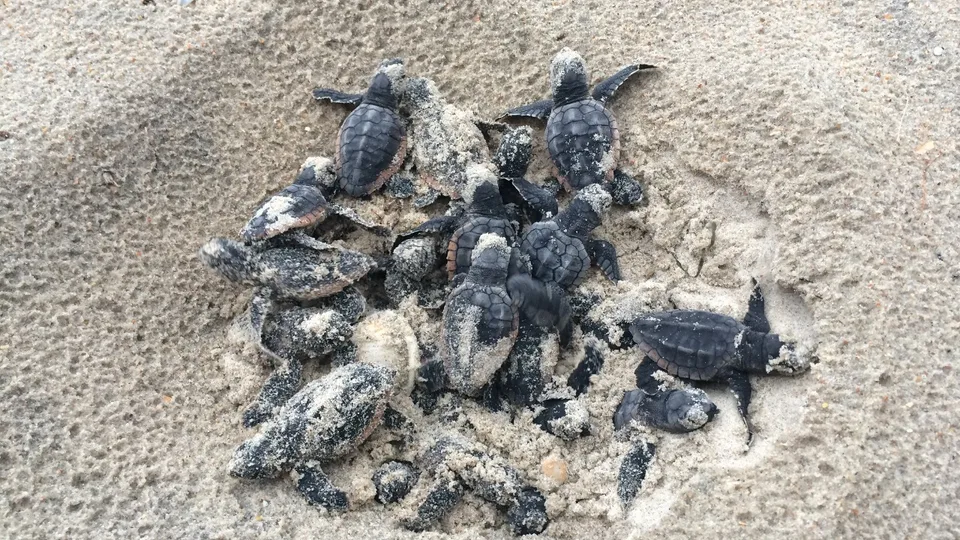 Sea Turtle Nesting Season Returns to St. Johns County Beaches Through October
