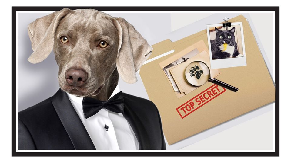 St. Augustine Humane Society Names Winning Pets of the 2021 Pin Up Paws Pet Calendar